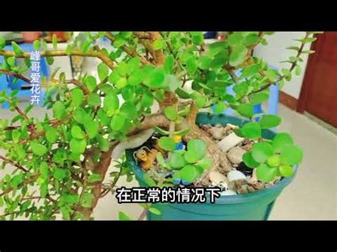 金枝玉葉植物風水|金枝玉葉的風水作用禁忌 放在什麼位置風水好